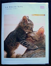 猫柄のアルバム