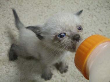 ミルクを飲む子猫ちゃん
