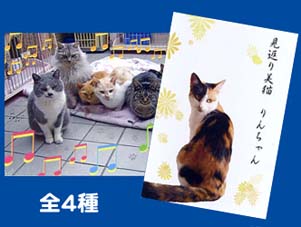 猫のポストカード