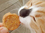 クッキーを食べる猫
