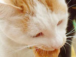 クッキーを食べる猫