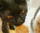 クッキーを食べる猫
