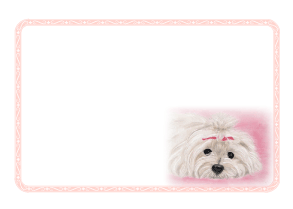 マルチーズのイラスト入りカードサンプル
