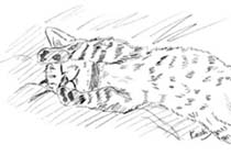 猫のスケッチ