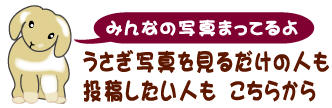 うさぎの写真投稿はこちらから
