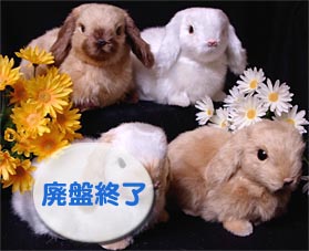 うさぎのぬいぐるみ(ロップイヤー)