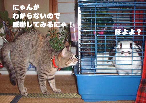 威嚇するミャウ&気にしないチャンプ