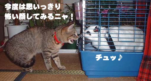 さらに威嚇するけどチャンプはキス