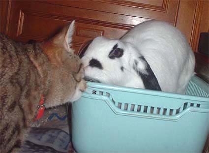 ミャウとチャンプのキス
