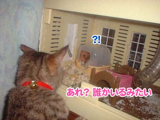 ちびたんの家発見