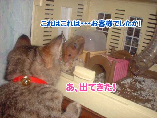 ちびたん出てくる