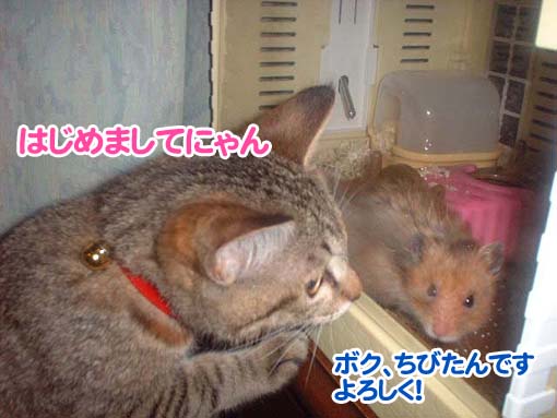 ちびたんとミャウのご挨拶