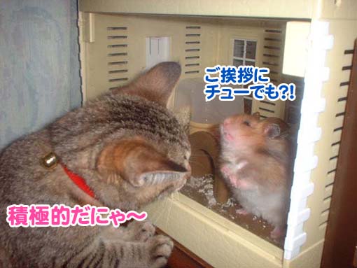 ちびたん、チュー