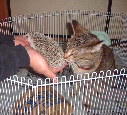ハリネズミと初対面