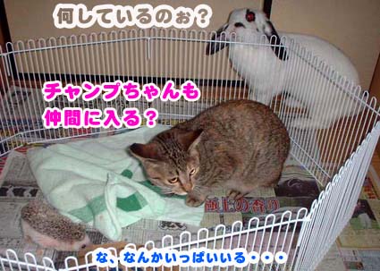 うさぎも気になってのぞきに来る