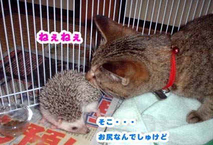 ミャウがハリネズミのお尻にキス