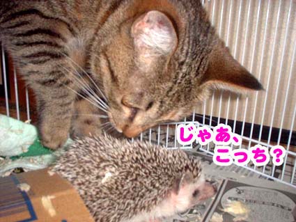 ミャウとハリハリ
