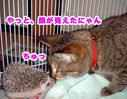 ハリネズミとミャウのキス