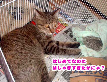 ミャウとハリハリちゃん横になって休むの図