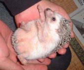 ハリハリちゃんポーズ!