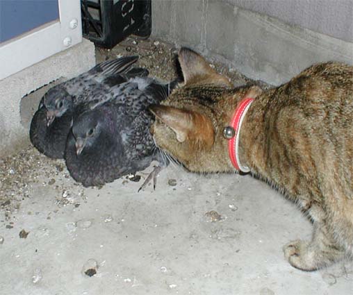 ハトの雛にキスするミャウ
