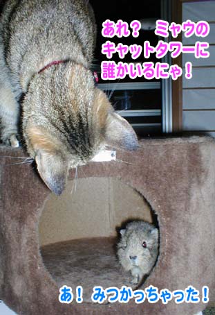 モルモットと初対面