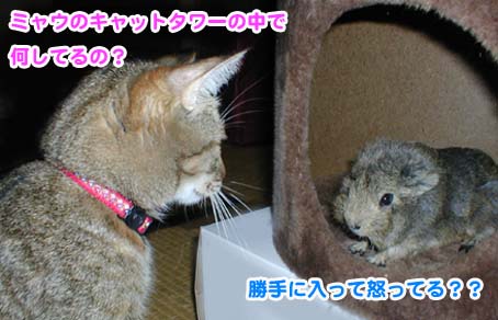 キャットタワーの中のモルモットを見るミャウ