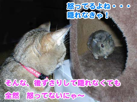 隠れるモルモット