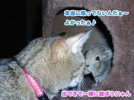顔を出すモルモル