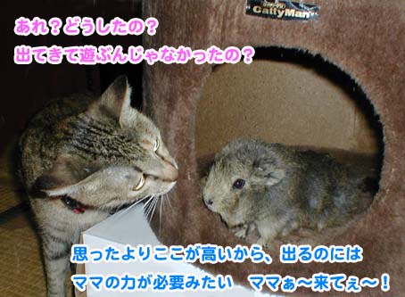 ミャウとモルモル