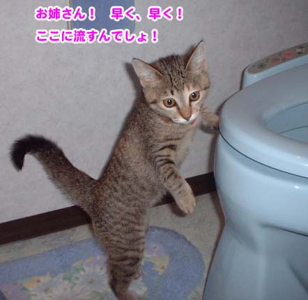 トイレで待つミャウ