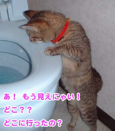 流れていく物を見送るミャウ