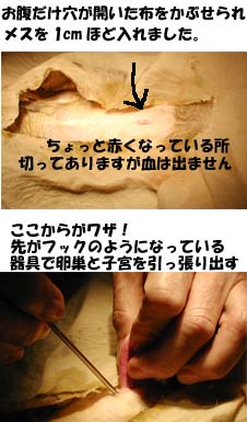 猫の避妊手術(子宮を引っ張り出す)