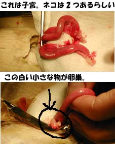 猫の避妊手術(卵巣と子宮)