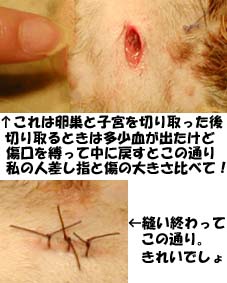猫の避妊手術(縫ったところ)