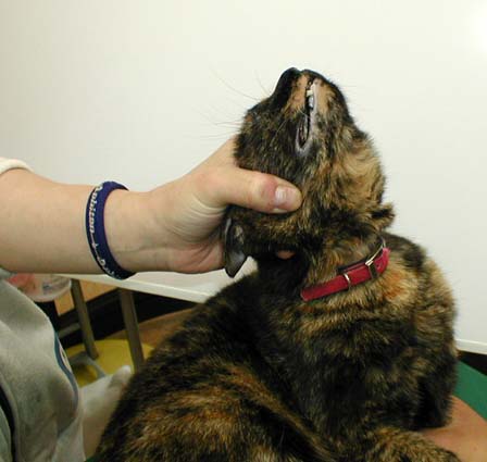 猫に錠剤を飲ませるとき
