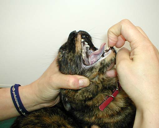 猫に錠剤を飲ませるとき