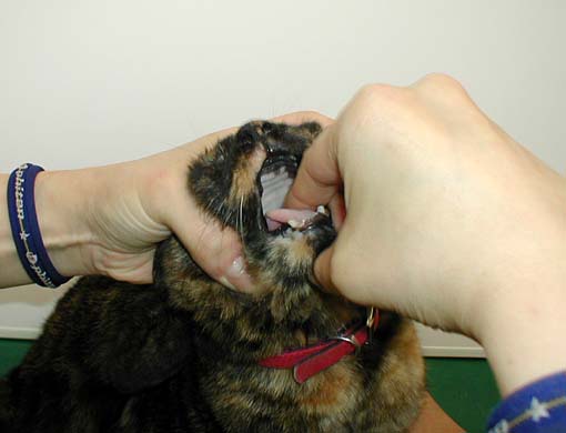 猫に錠剤を飲ませるとき