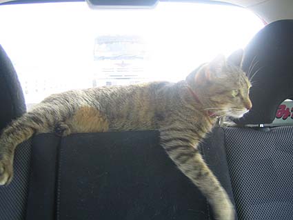 ~EԂɏĂƂ