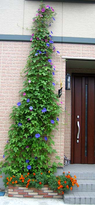 家の前の花壇に朝顔が!