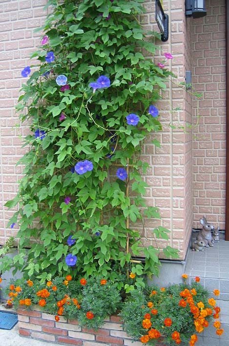 花壇下のほう