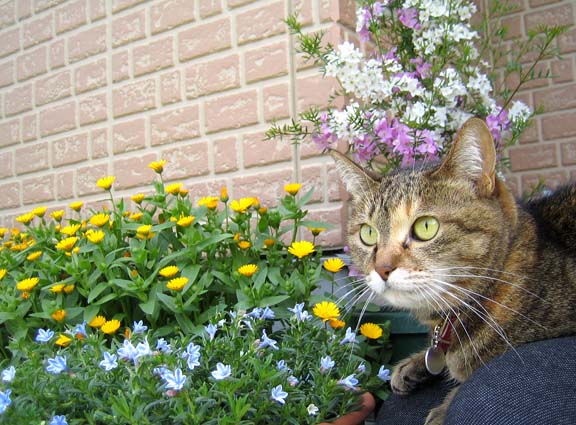 家の前の花壇とミャウ