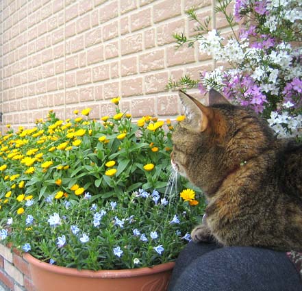 ミャウ膝に乗って花を眺める