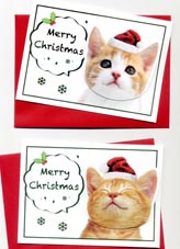 猫のクリスマスカード