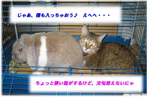 ボクの家に猫のミャウちゃんが