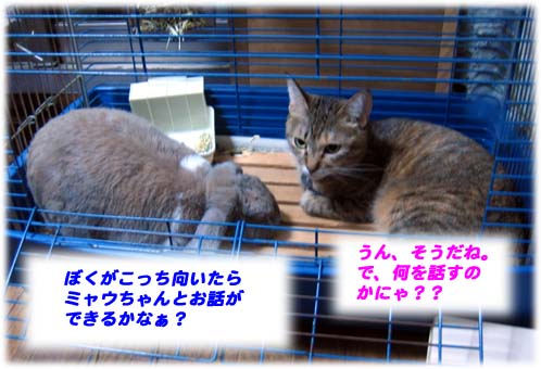 ボクの家に猫のミャウちゃんが