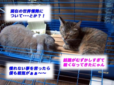 ボクの家に猫のミャウちゃんが