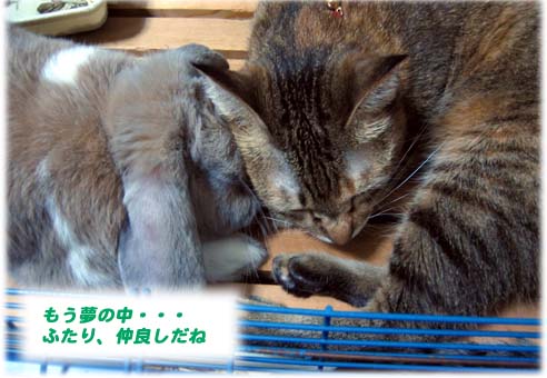 ボクの家に猫のミャウちゃんが