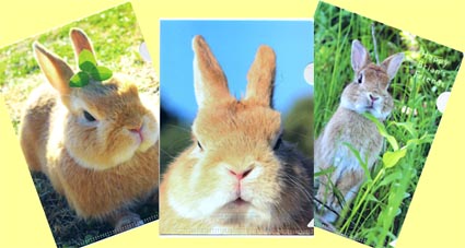 うさぎのクリアファイル(表)