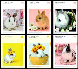 うさぎのクリアファイル